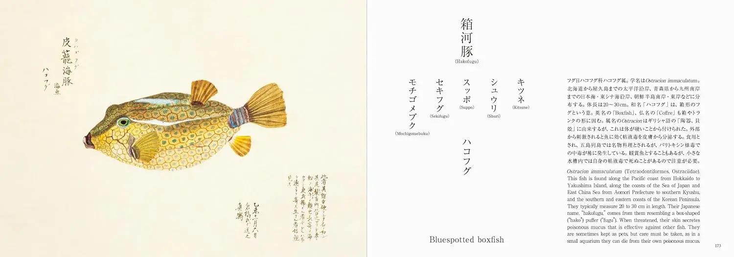 Fishes of Edo - Imagen 6