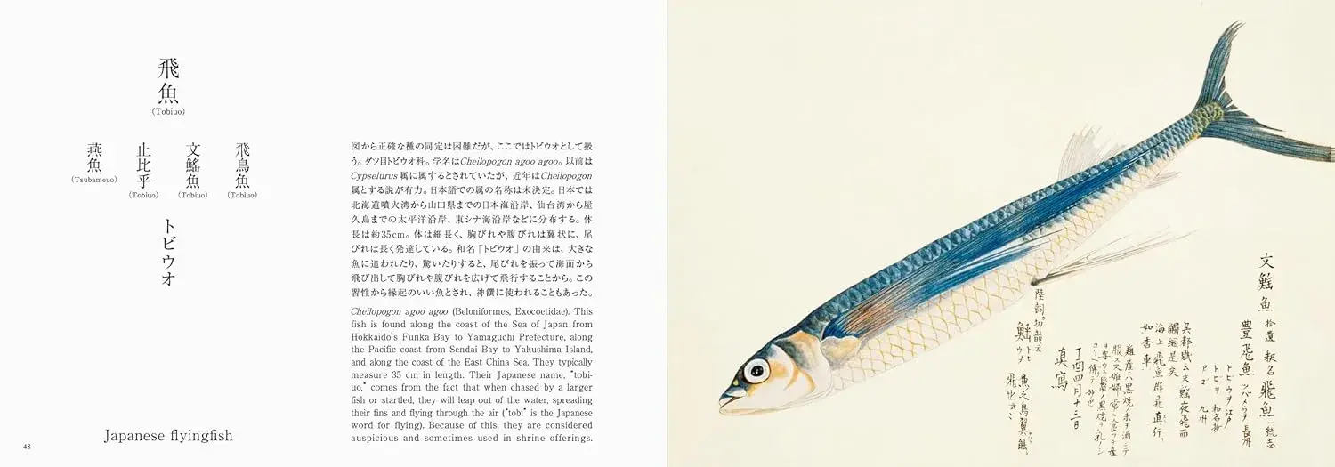 Fishes of Edo - Imagen 4
